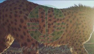 تاکید رییس سازمان حفاظت محیط‌زیست بر اهمیت پایش زیستگاه‌ها