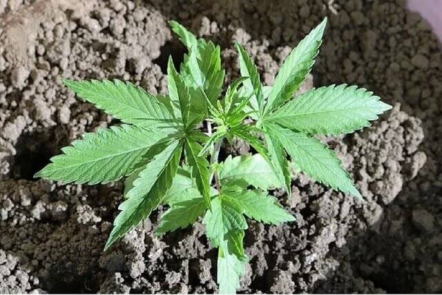 هشدار به خانوادهها و نسل جوان/ این گیاهان مخدرند