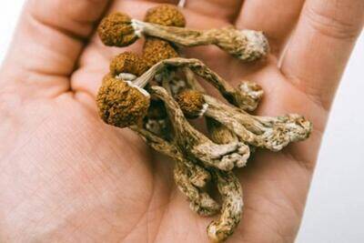 هشدار به خانوادهها و نسل جوان/ این گیاهان مخدرند