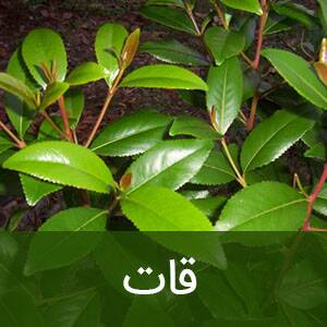 هشدار به خانوادهها و نسل جوان/ این گیاهان مخدرند