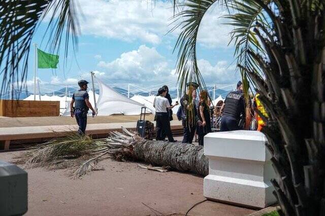 سقوط نخل در جشنواره کن