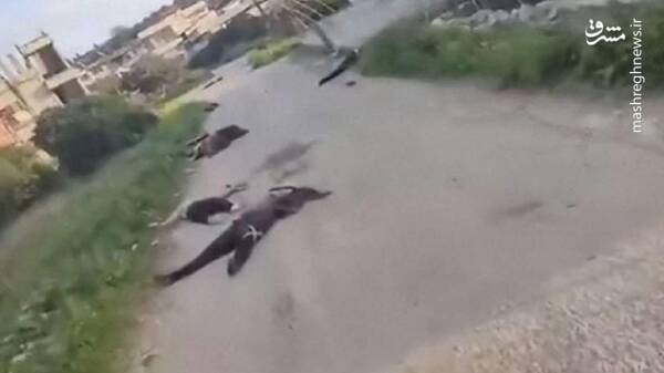 ادامه کشتار بیصدای علویها در ساحل سوریه