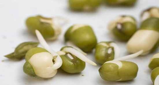 جوانه ماش؛ بمب ویتامین و پروتئین