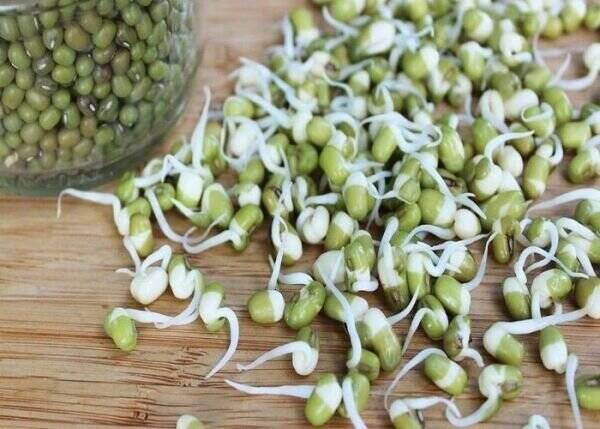 جوانه ماش؛ بمب ویتامین و پروتئین