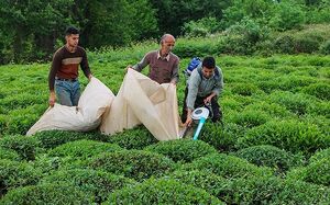 فیلم/ جشن برداشت چای بهاره روستای شالما شفت
