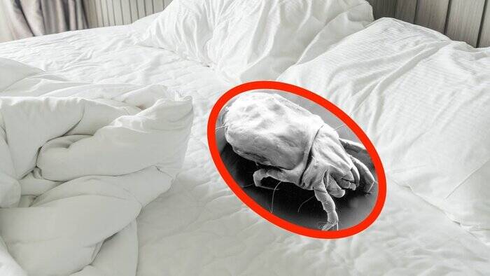 ملحفهها و بالشها را هر چند وقت یکبار بشوییم؟