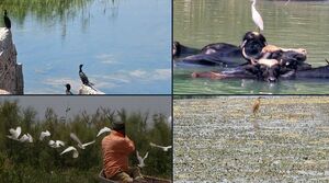 هورالعظیم و حواصیل‌های رنگی‌اش+ عکس