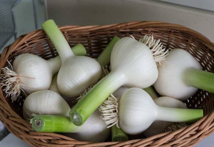 گیاه ضدسرماخوردگی قوی در آشپزخانه شما!