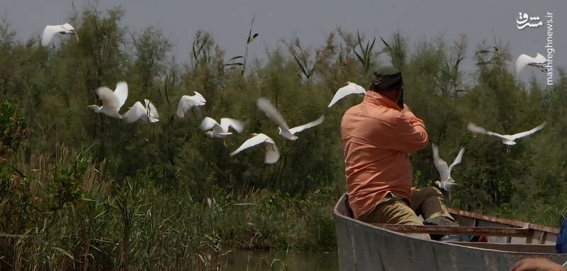 هورالعظیم و حواصیل‌های رنگی‌اش+ عکس