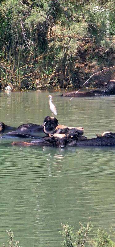 هورالعظیم و حواصیلهای رنگیاش+ عکس