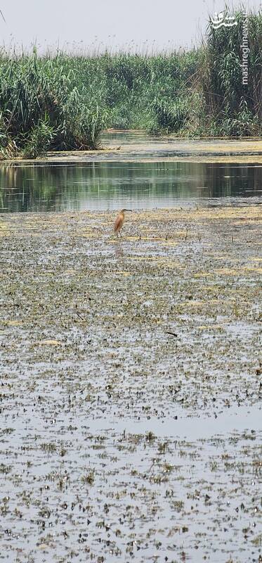 هورالعظیم و حواصیل‌های رنگی‌اش+ عکس