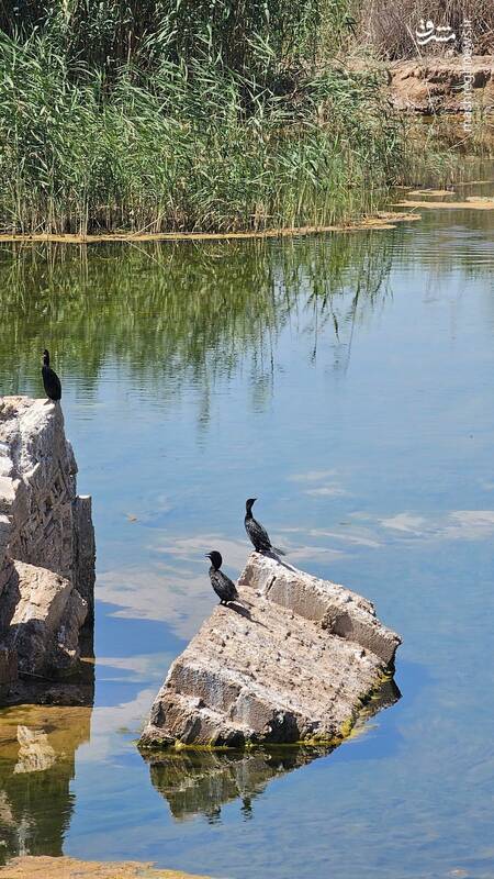 هورالعظیم و حواصیل‌های رنگی‌اش+ عکس