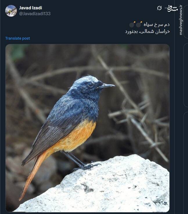 تصویری از زیبایی دم سرخ سیاه