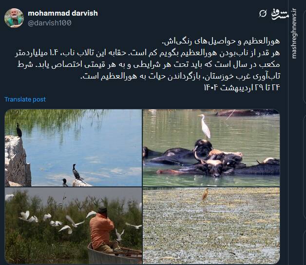 هورالعظیم و حواصیل‌های رنگی‌اش+ عکس