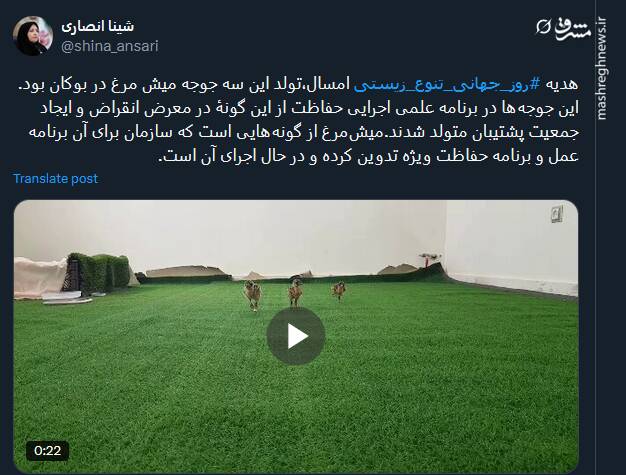 تولد سه جوجه میش مرغ در بوکان؛ هدیه روز جهانی تنوع زیستی امسال + فیلم