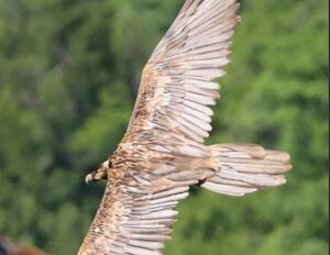 تصویری از پرواز با شکوه هما بر فراز جنگلهای هیرکانی