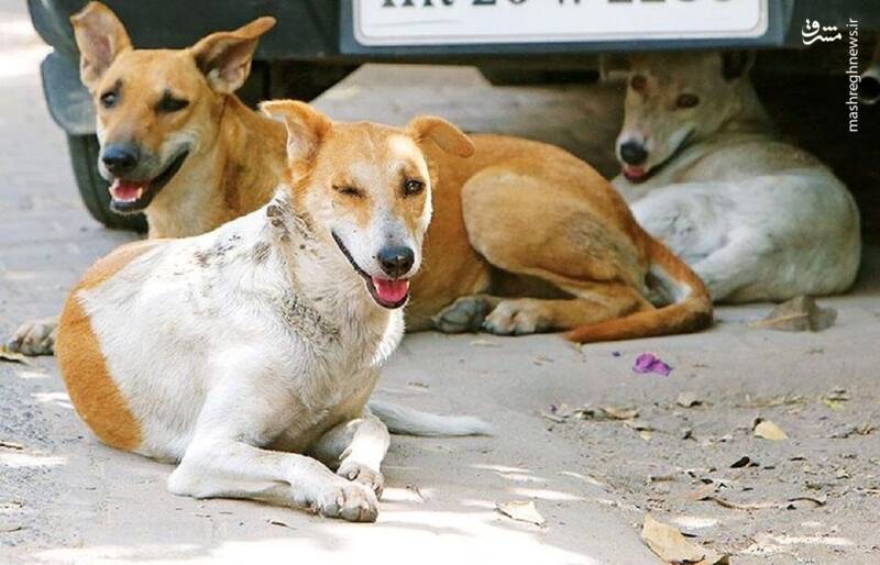 "سالک" و "هاری" آخرین دستاوردِ نمایش حیوان دوستی/ مرگ ۱۴ ایرانی بر اثر هاری در یک سال؛ سگهای ولگرد مقصر اصلی