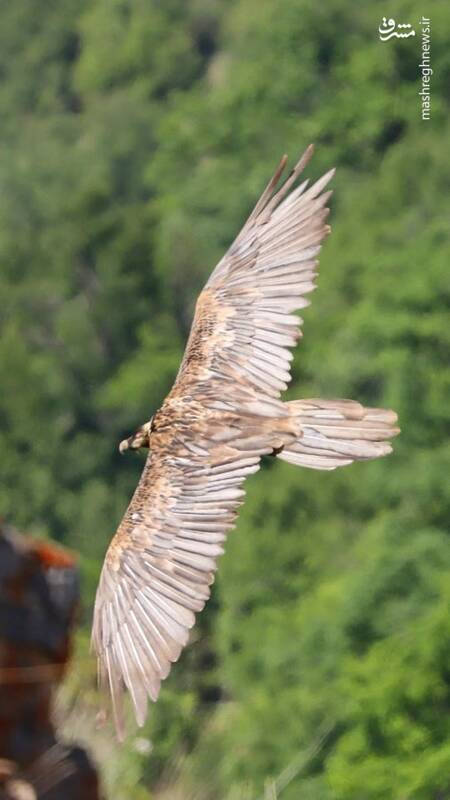 تصویری از پرواز با شکوه هما بر فراز جنگلهای هیرکانی