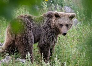 خرس قهوه ای هیرکانی چشم در چشم با عکاس