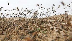 فیلم/ هجوم ملخ‌ها به خرم‌آباد