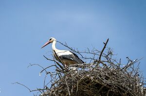 عکس/ خداوند لک‌لک‌ها را دوست دارد