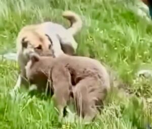 ثبت لحظه درگیری توله خرس با سگ گله در ایران | تلاش چوپان برای جدا کردن خرس و سگ را ببینید + فیلم