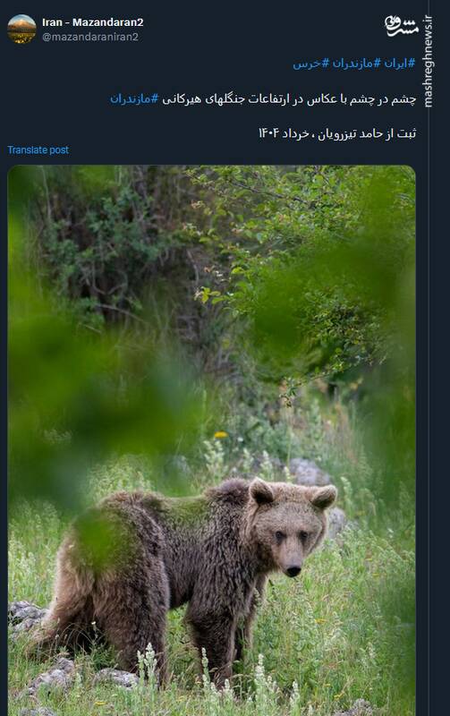 خرس قهوه ای هیرکانی چشم در چشم با عکاس