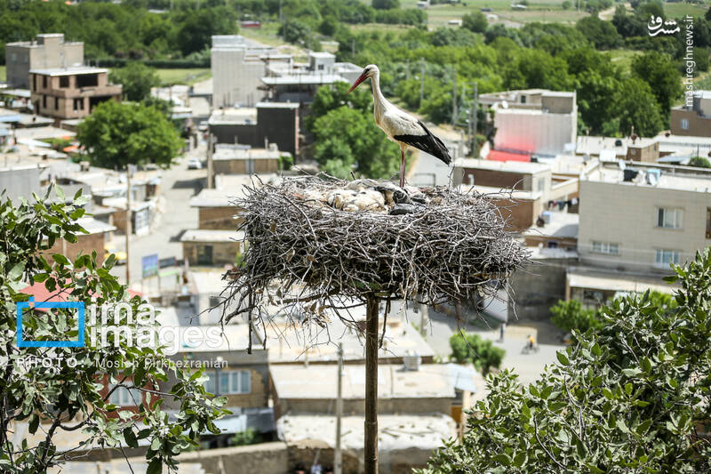 عکس/ خداوند لک‌لک‌ها را دوست دارد