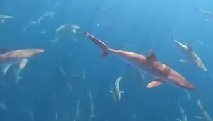 فیلم/ گله کوسه‌ها در سواحل برزیل