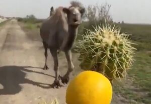 فیلم/ واکنش جالب شتر بعد از خوردن لیمو