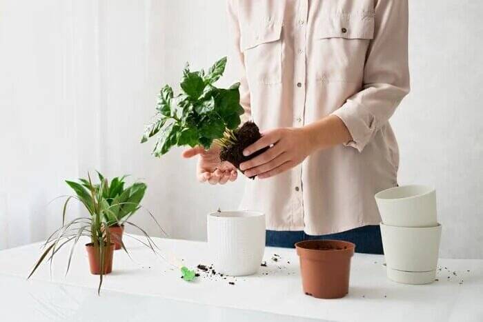 روش نگهداری صحیح گیاهان آپارتمانی در فصل گرما