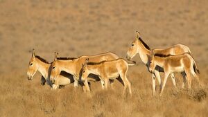 تولد ۴ گورخر ایرانی در پارک ملی کویر