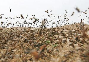 فیلم/ هجوم ملخ‌ها به آران‌وبیدگل اصفهان