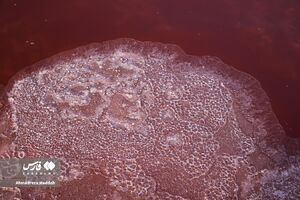 عکس/ دریاچه صورتی