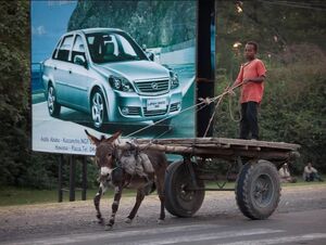 عکس/ این کشور رکوردار بیشترین خر است