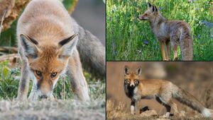 سه قاب  زیبا از روباه‌های جنگلهای هیرکانی