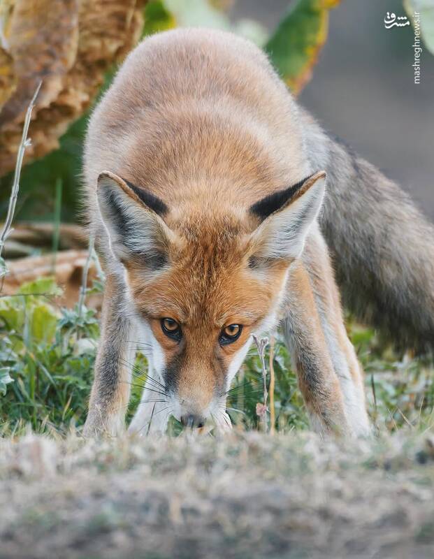 سه قاب زیبا از روباههای جنگلهای هیرکانی