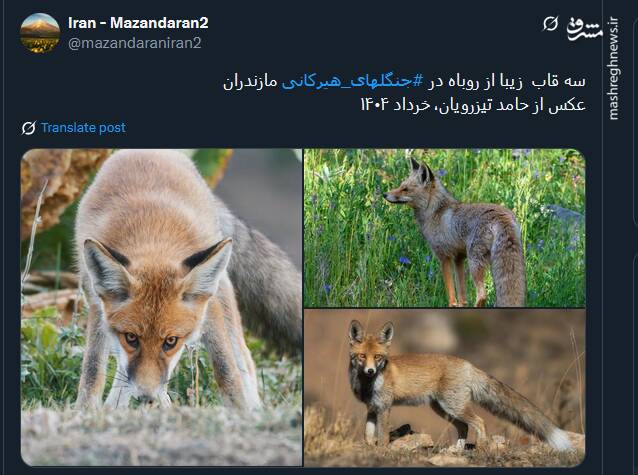 سه قاب  زیبا از روباه‌های جنگلهای هیرکانی