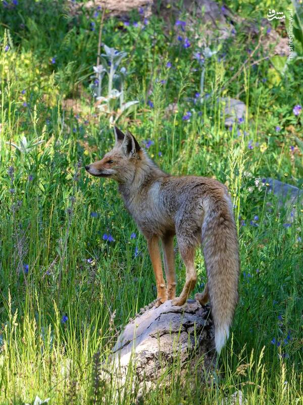 سه قاب زیبا از روباههای جنگلهای هیرکانی