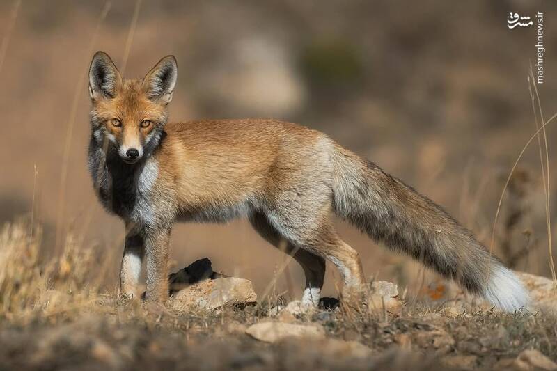 سه قاب زیبا از روباههای جنگلهای هیرکانی