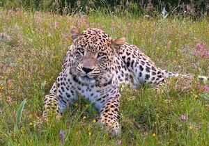 تصویری از پلنگ زیبای ارتفاعات جنگلهای هیرکانی