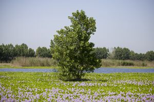 تالاب "آغوزبن" بابل در تسخیر شیطان‌