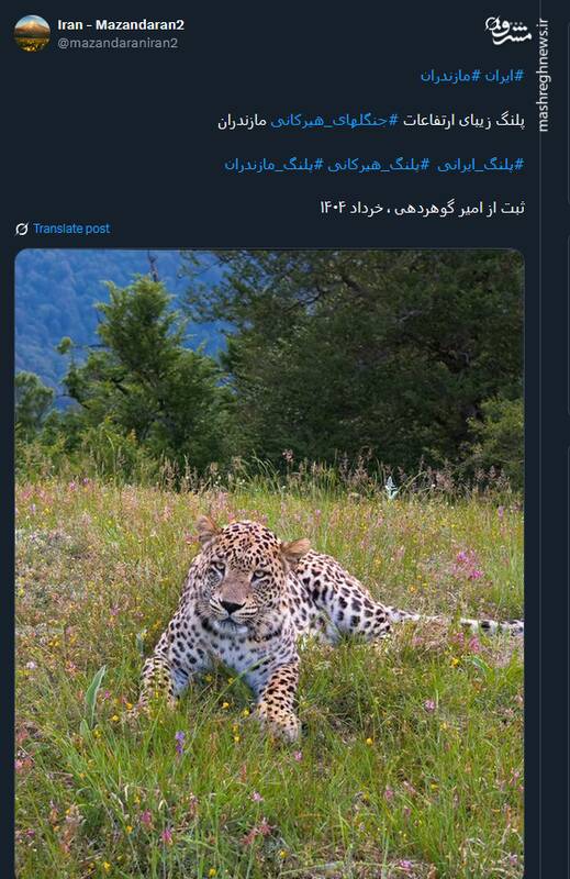 تصویری از پلنگ زیبای ارتفاعات جنگلهای هیرکانی