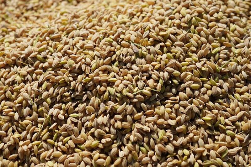 برنج،ژاپن،گذشته،هفته،كويزومي،حراج