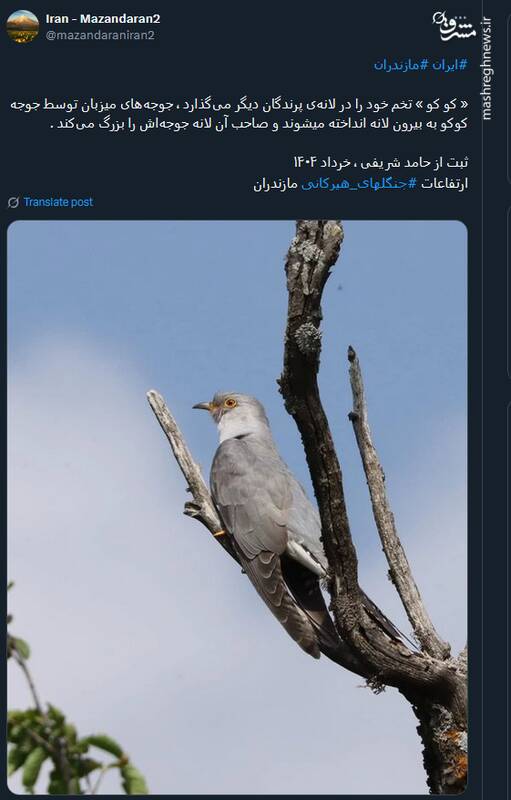 کو کوی جنگلهای هیرکانی+عکس