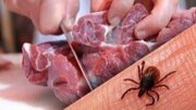 کشتار غیرمجاز دام، عامل شیوع تب کریمه کنگو