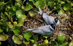 لانه سازی پرستوی دریایی رودخانه‌ای در تالاب‌های شمال+ عکس