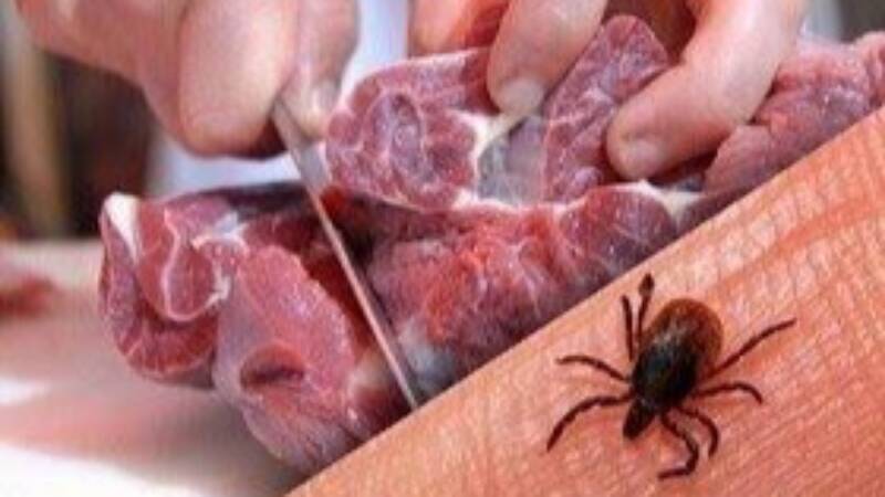 تب،دام،گوشت،دامپزشكي،ويروس،بيماري،ميرجاوه،كريمه،كنگو،خونريزي ...