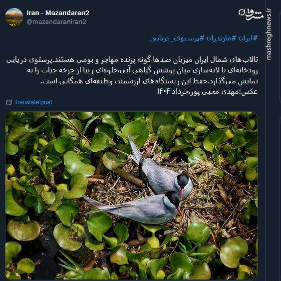 لانه سازی پرستوی دریایی رودخانهای در تالابهای شمال+ عکس