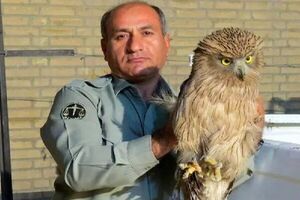 قاتل محیط بان «خائیز» شناسایی شد